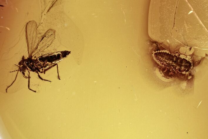 Fossil Beetle Larva (Coleoptera) & Fly (Diptera) in Baltic Amber #315301